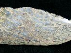 Agatized Dinosaur Bone - Polished #11454-1